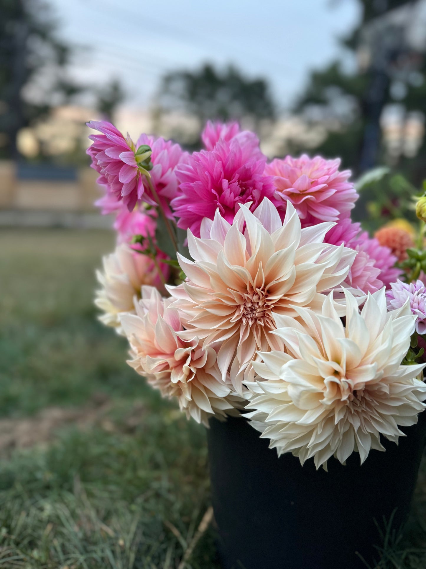 Flower Subscription- Dahlia Bouquets