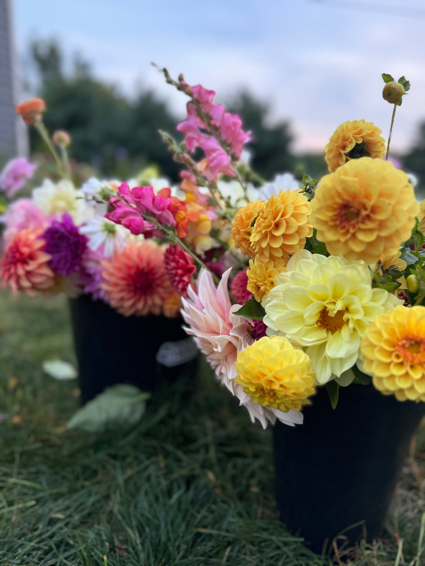Flower Subscription- Dahlia Bouquets
