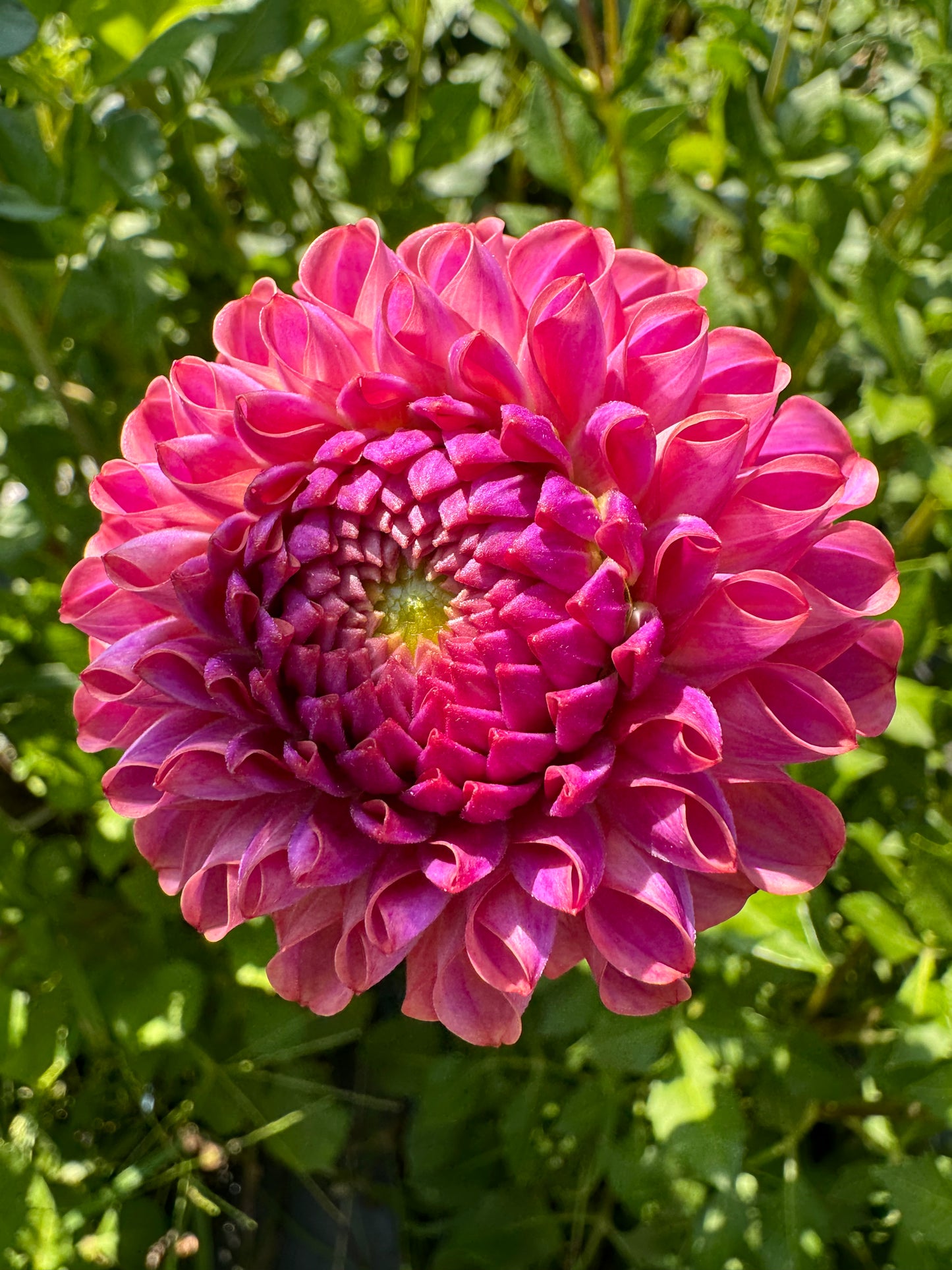 Isabel