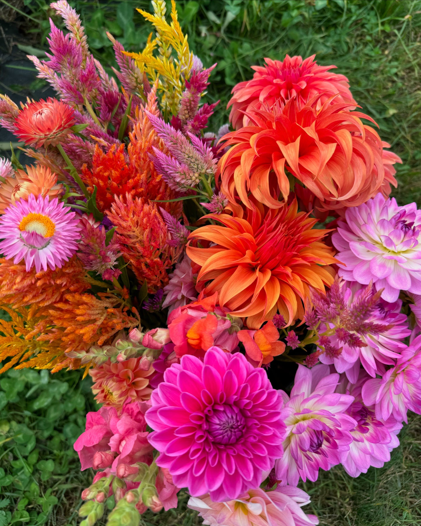 Flower Subscription- Dahlia Bouquets