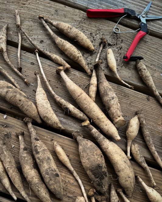 Mystery Dahlia Tuber