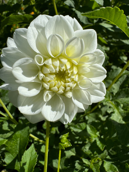 White Fawn