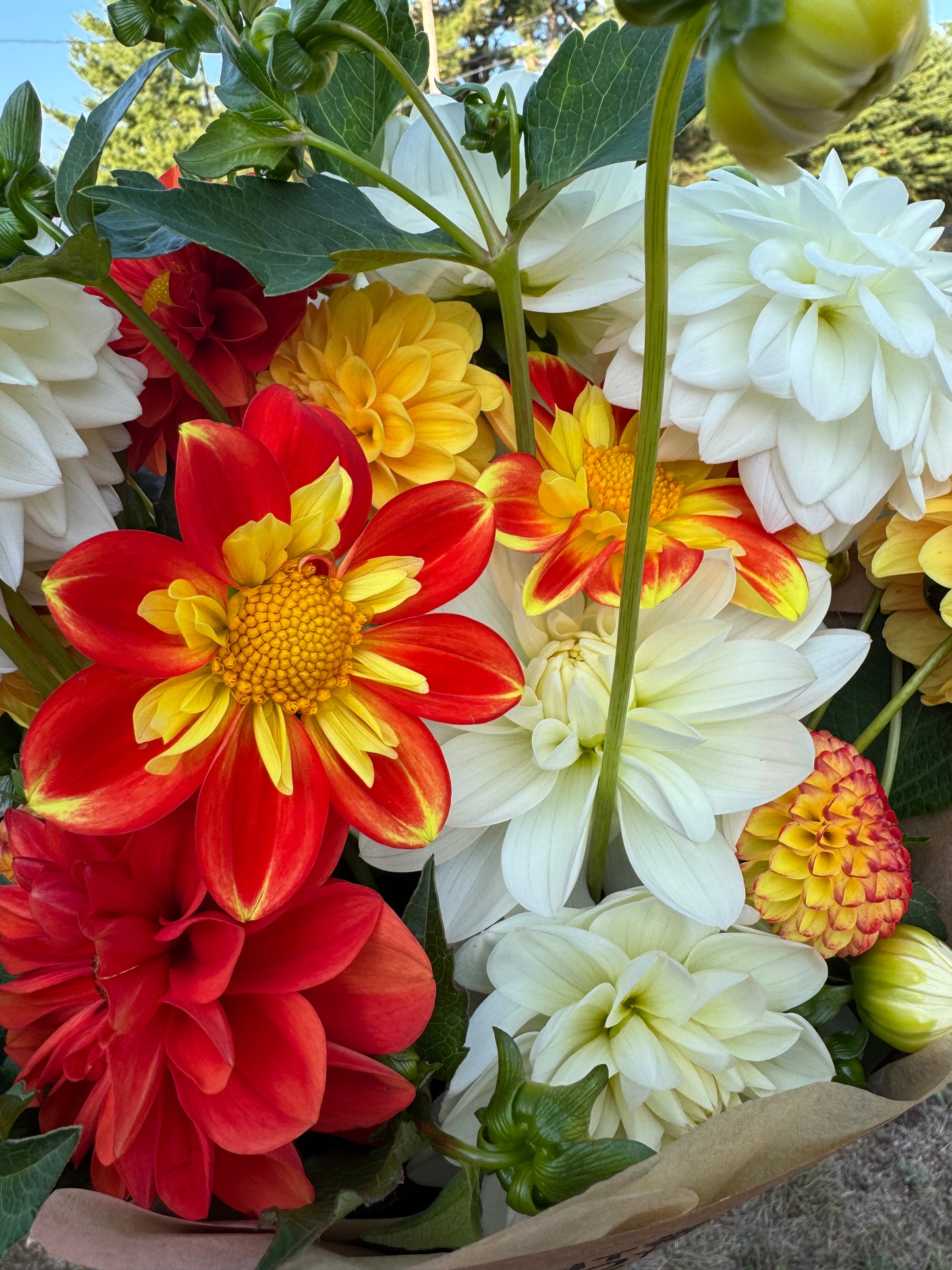 Flower Subscription- Dahlia Bouquets