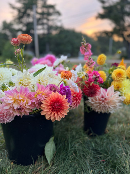 Flower Subscription- Dahlia Bouquets